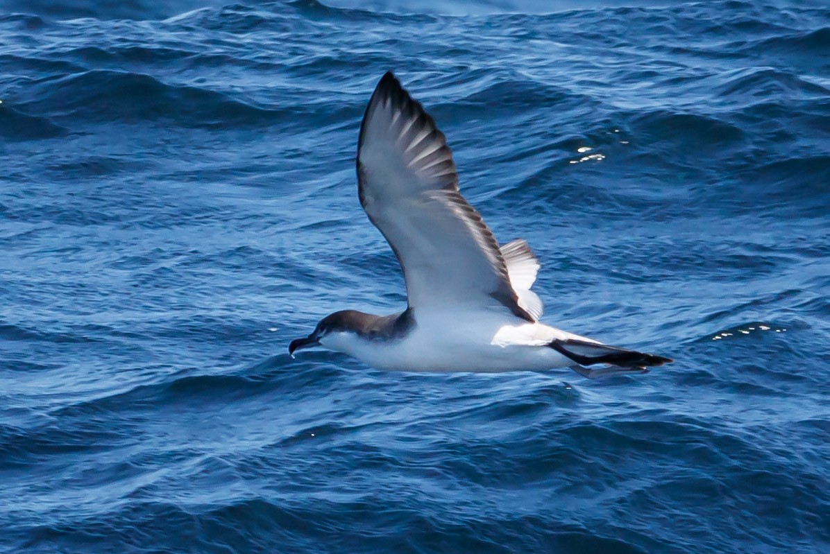 Buller's Shearwater - ML114463831