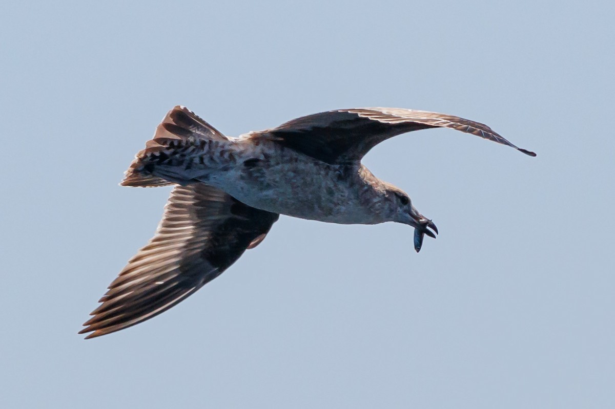 California Gull - ML114464331