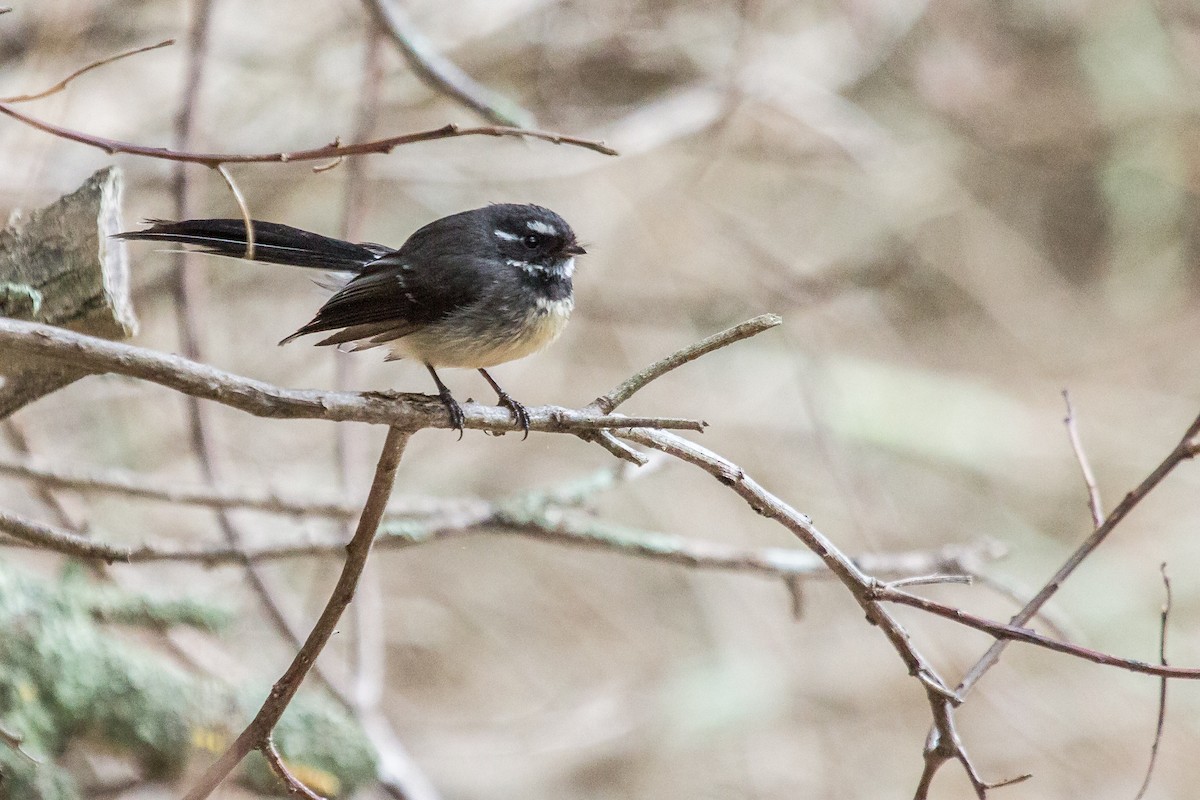 Gray Fantail (albiscapa) - ML114465011