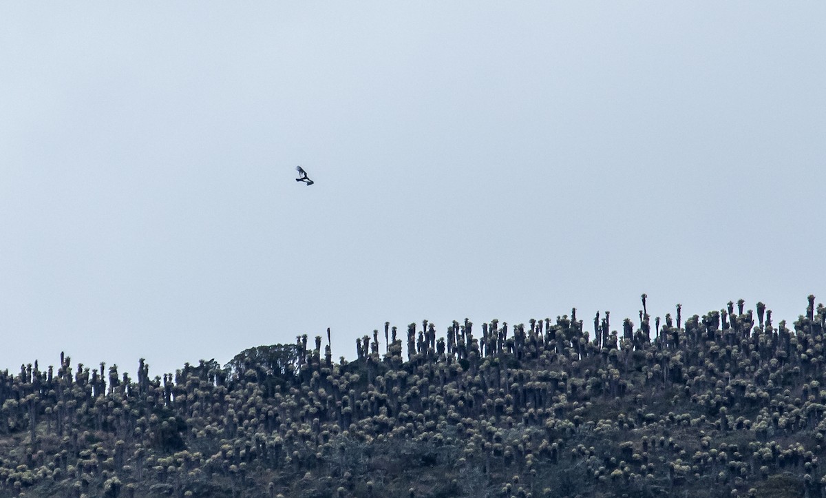 Andean Condor - ML114465371