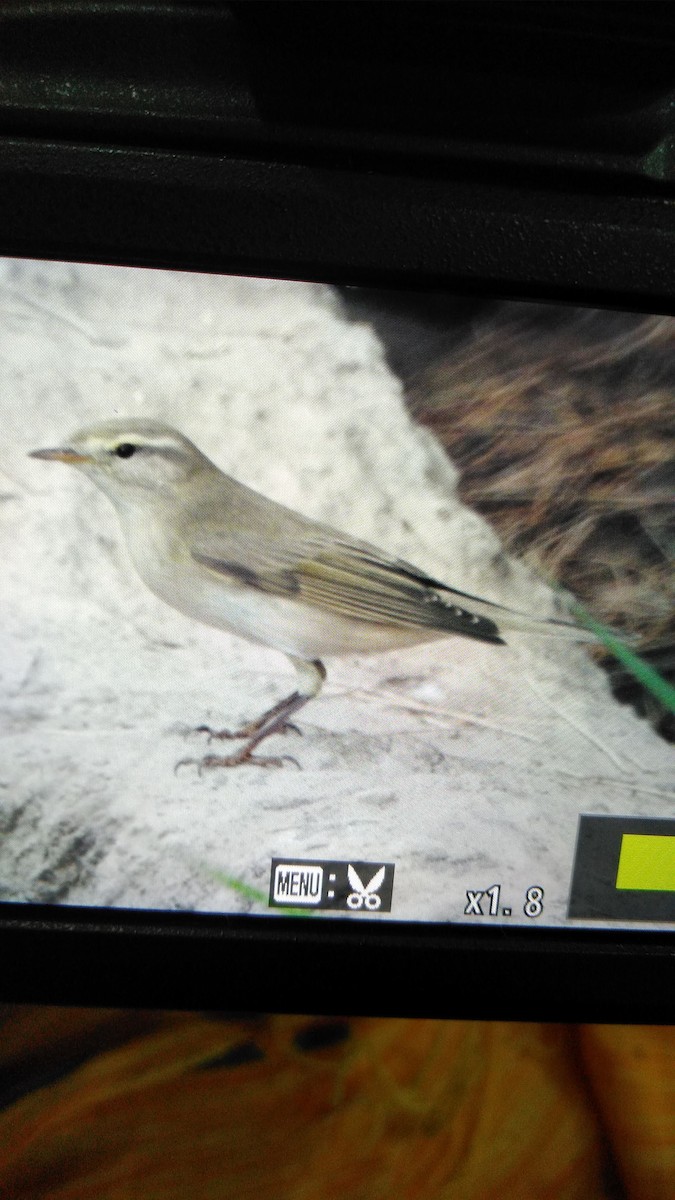 Willow Warbler - ML114465901