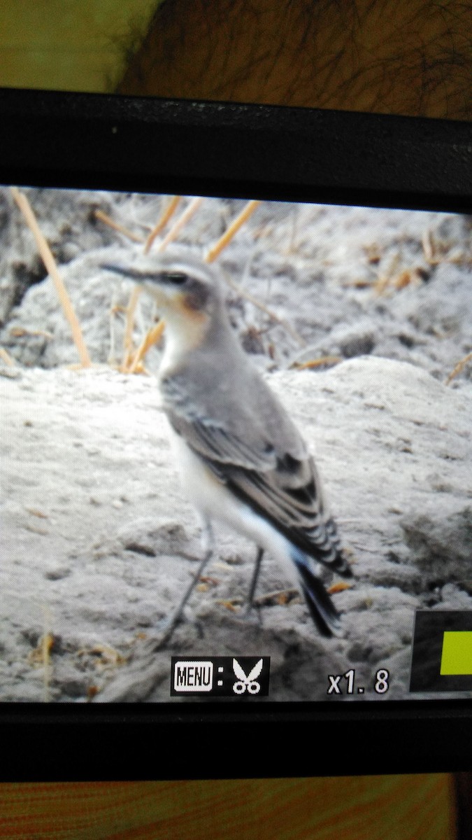 Northern Wheatear - ML114465981