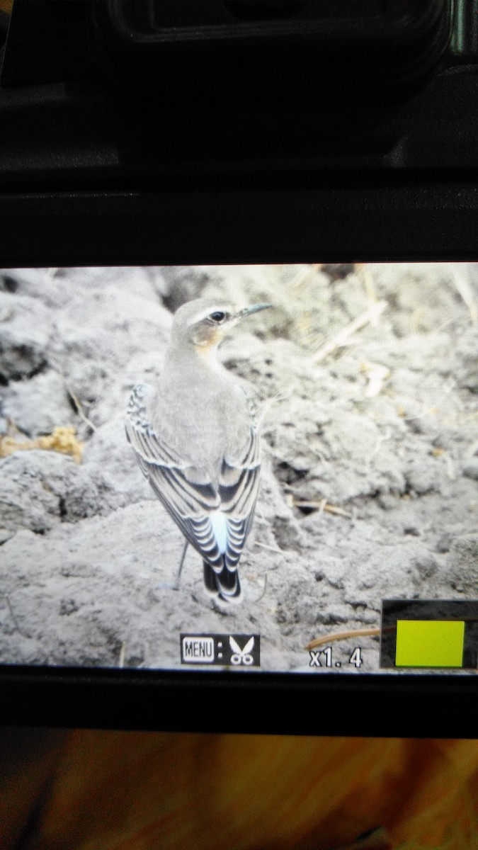 Northern Wheatear - ML114465991