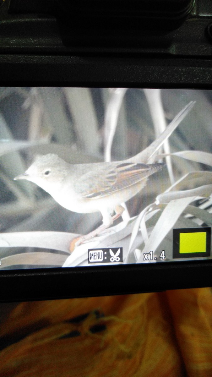 Lesser Whitethroat (Lesser) - ML114466001