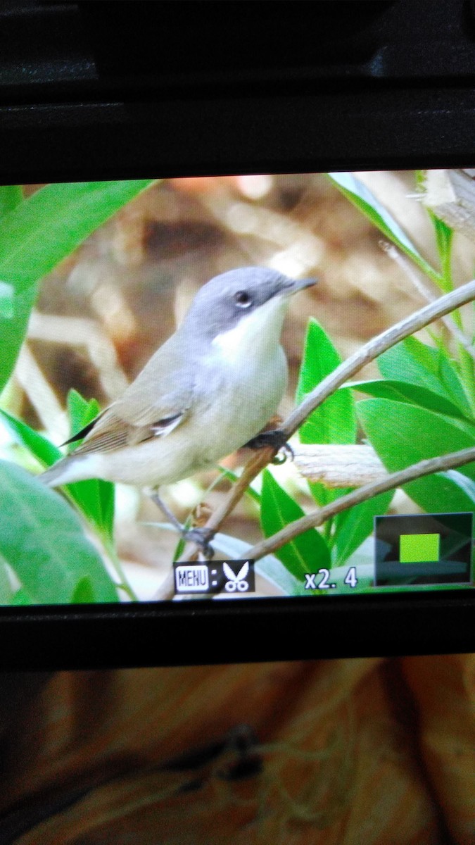 Lesser Whitethroat (Lesser) - ML114466011