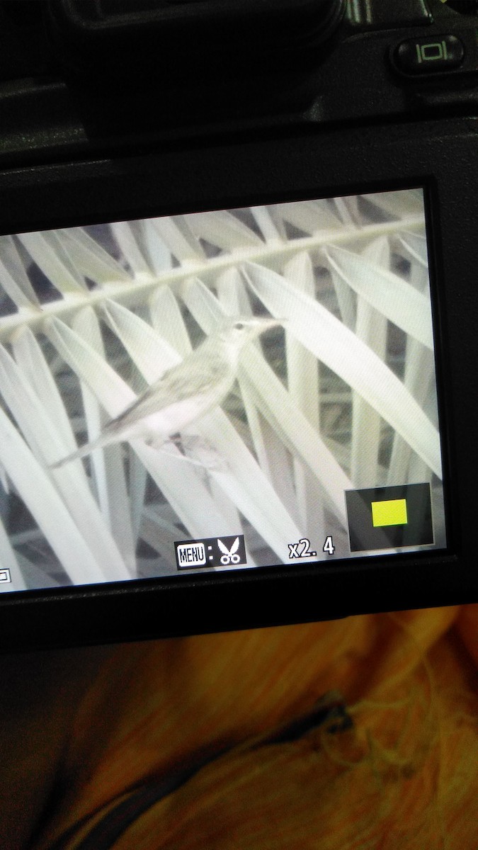 Eastern Olivaceous Warbler - ML114466031