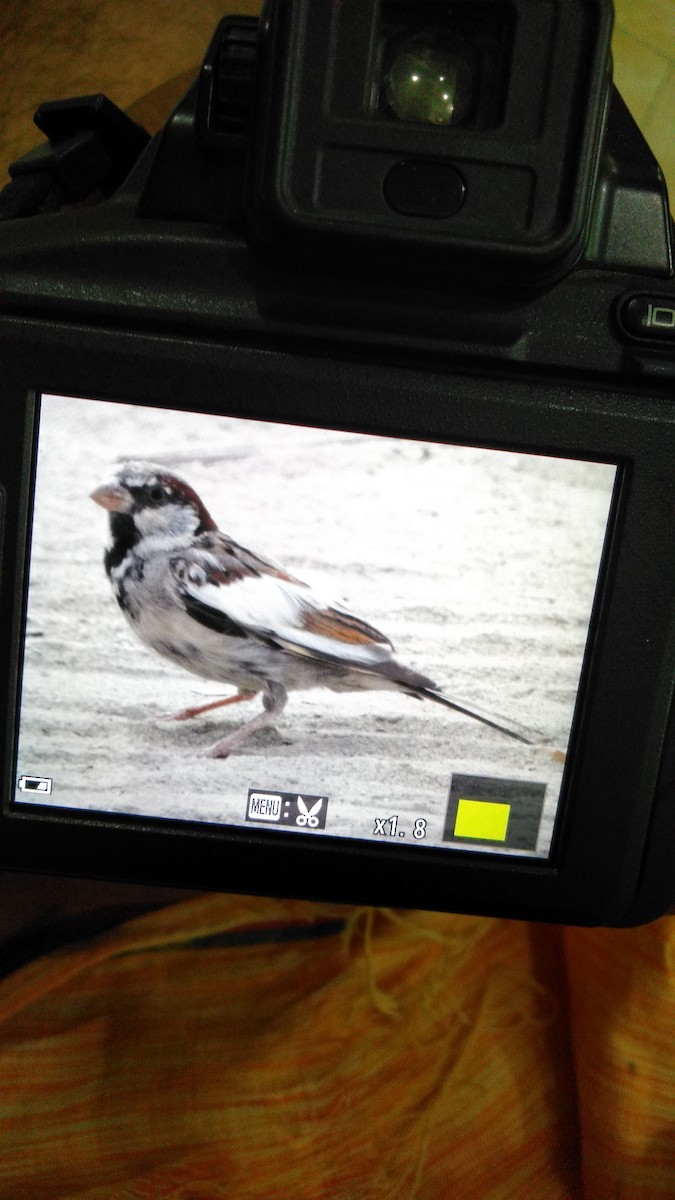 House Sparrow - ML114466091