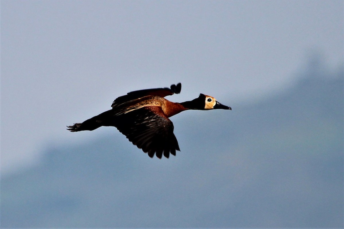 White-faced Whistling-Duck - ML114466131