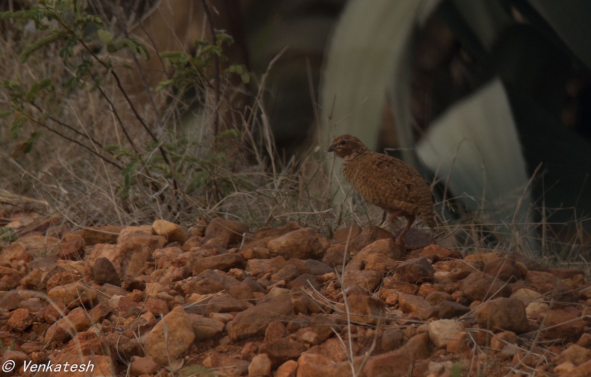 Perdicule argoondah - ML114466821