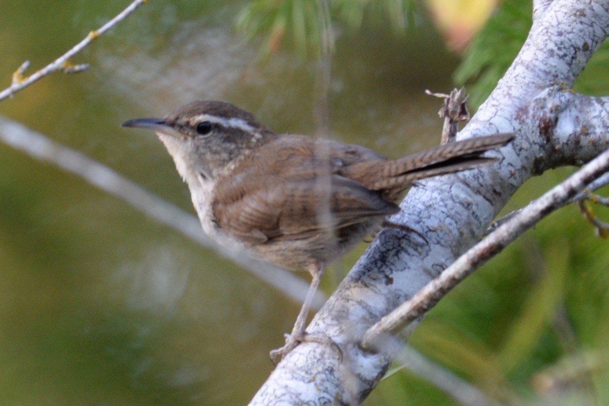 Bewick's Wren - ML114467421