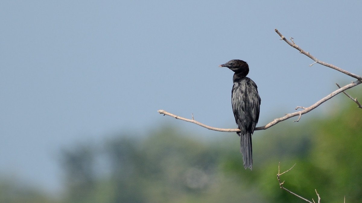 Little Cormorant - ML114469661