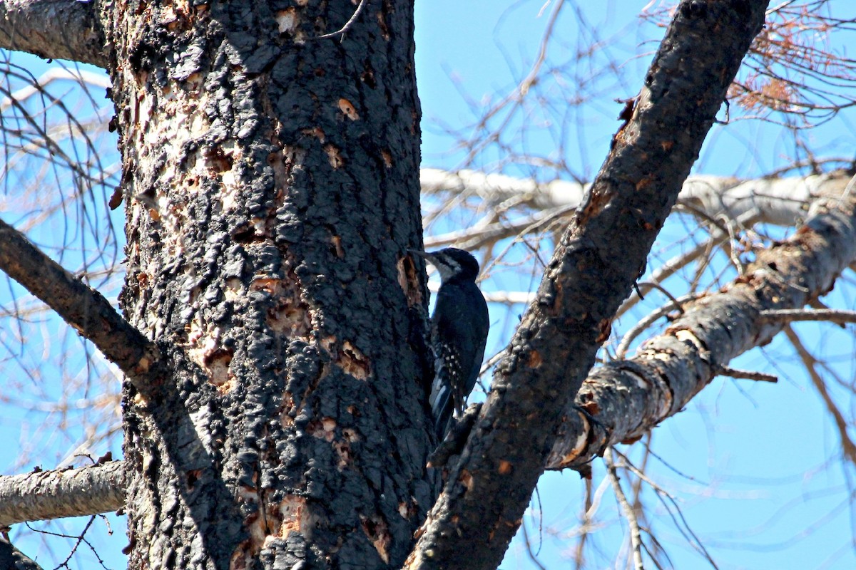 Black-backed Woodpecker - ML114469861
