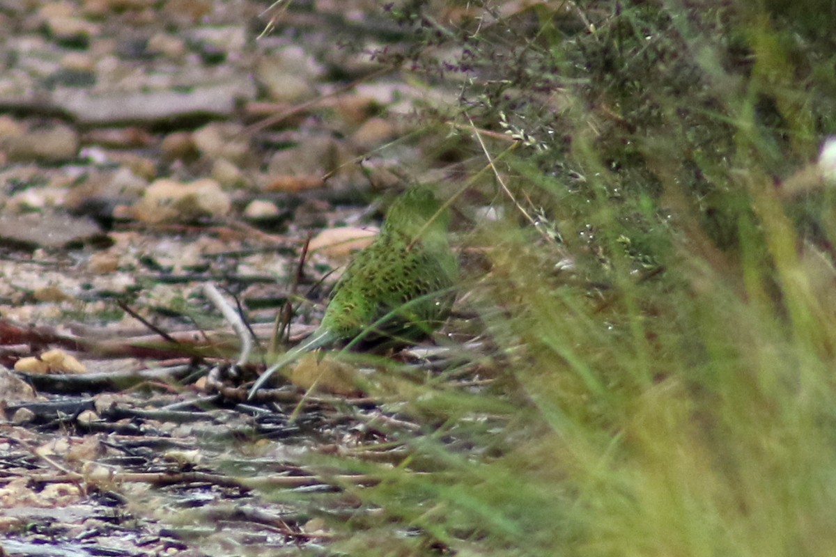 Ground Parrot - ML114471691