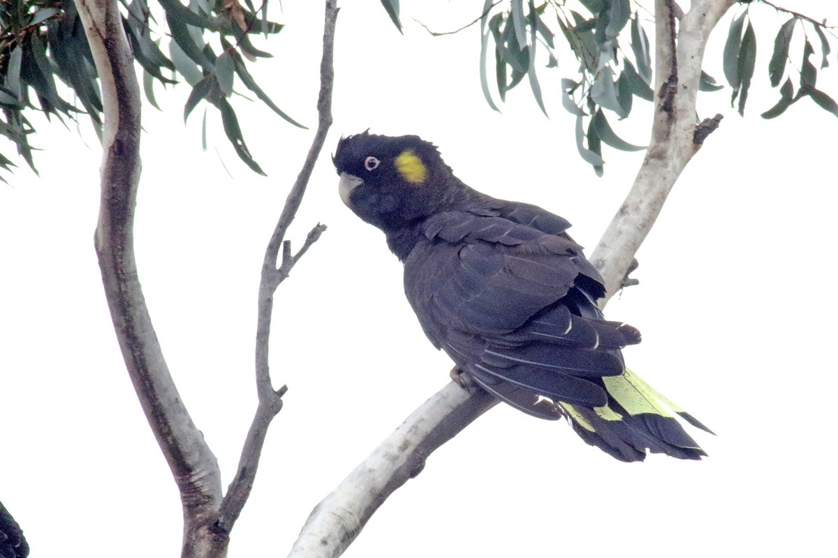 Yellow-tailed Black-Cockatoo - ML114471781