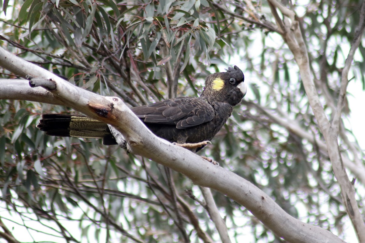 Yellow-tailed Black-Cockatoo - ML114471791