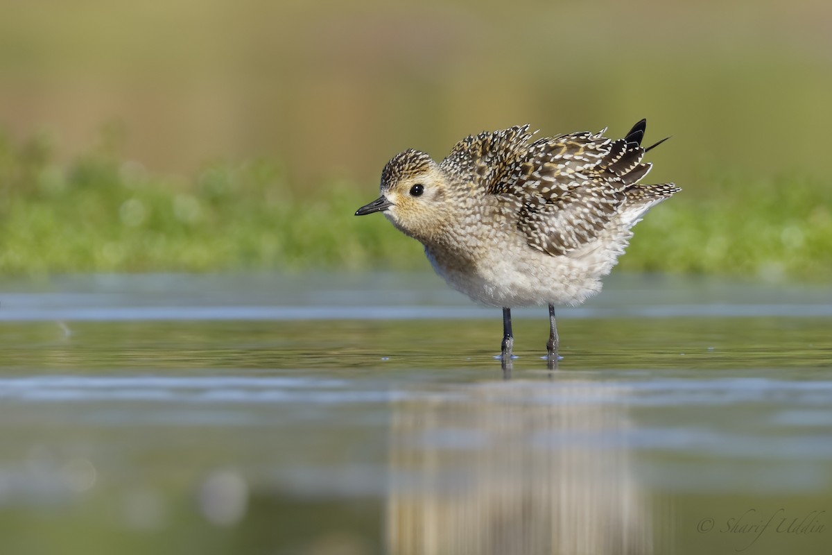 Pacific Golden-Plover - ML114471991