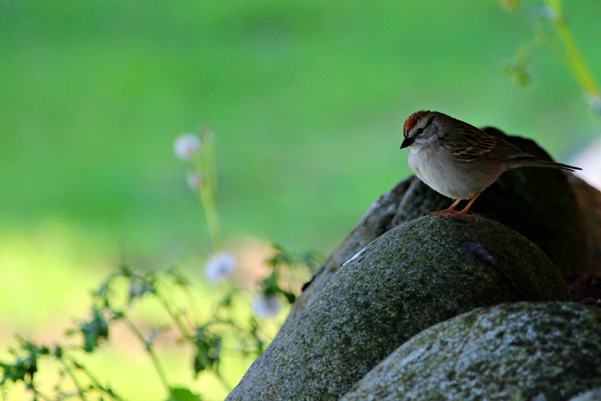 Chipping Sparrow - ML114472341