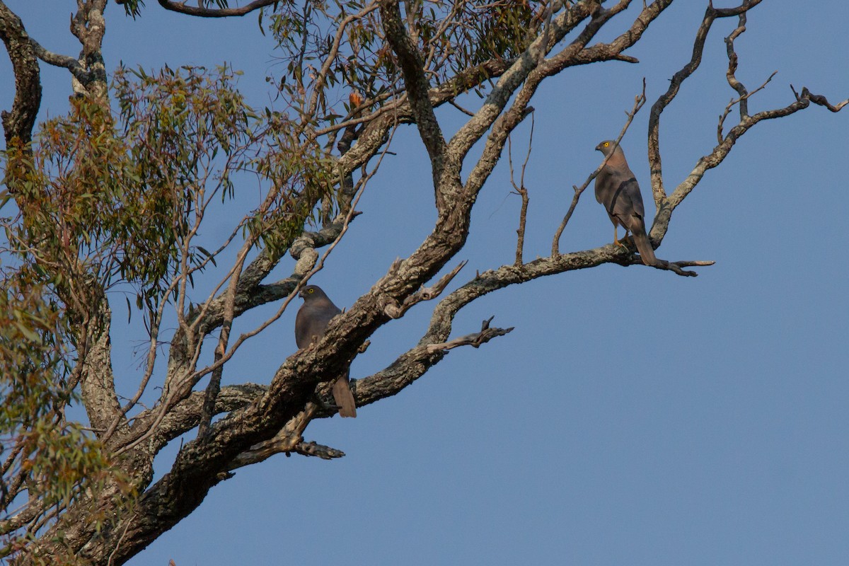 Brown Goshawk - ML114473591