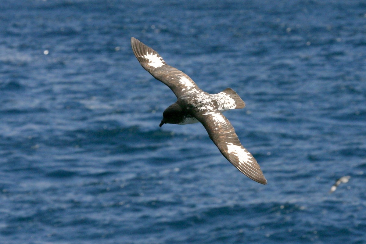 Cape Petrel (Snares) - ML114474091