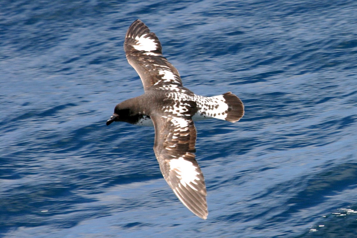 Капский голубок (australe) - ML114474101