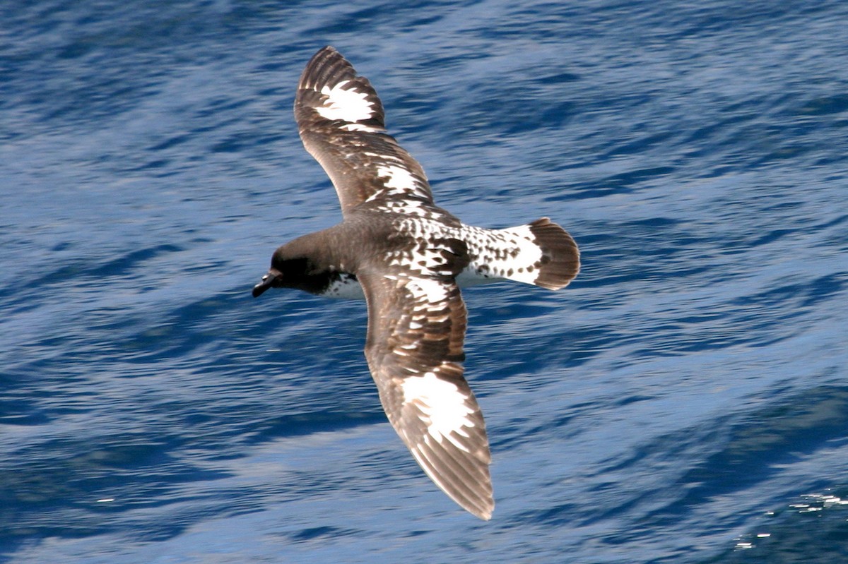 Cape Petrel (Snares) - ML114474101