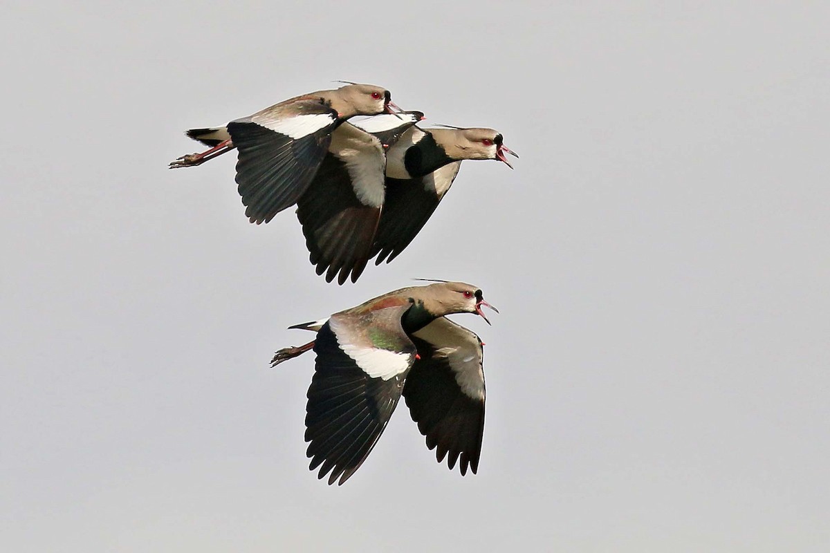 Southern Lapwing - Jose Luis Blázquez