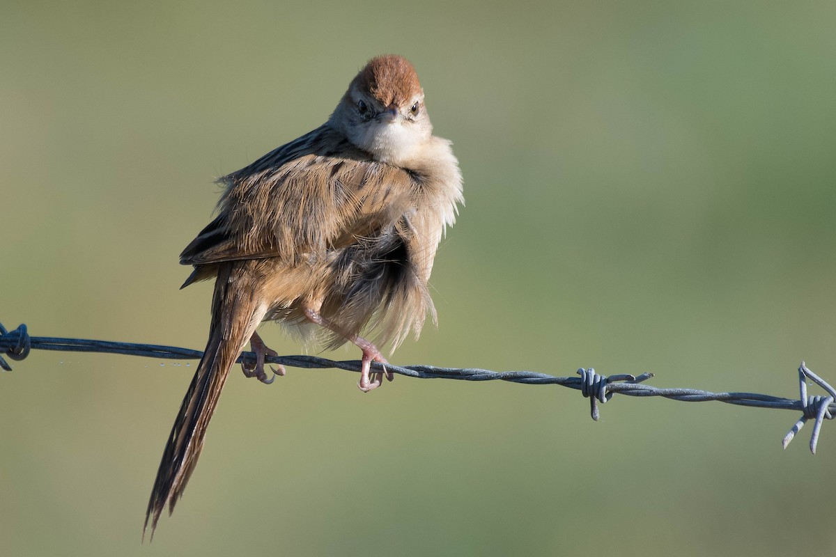 Tawny Grassbird - ML114476031