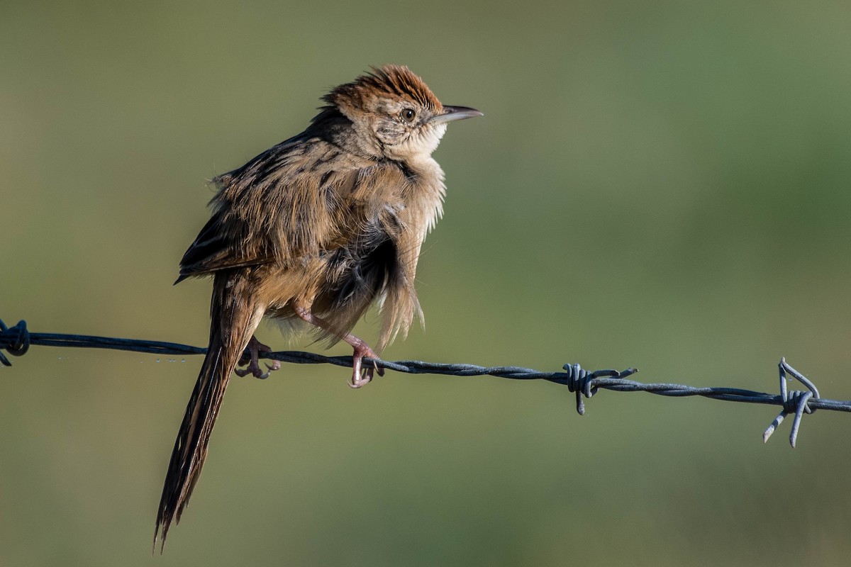 Tawny Grassbird - ML114476041