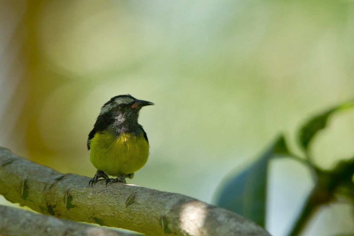 Bananaquit - Piet Grasmaijer