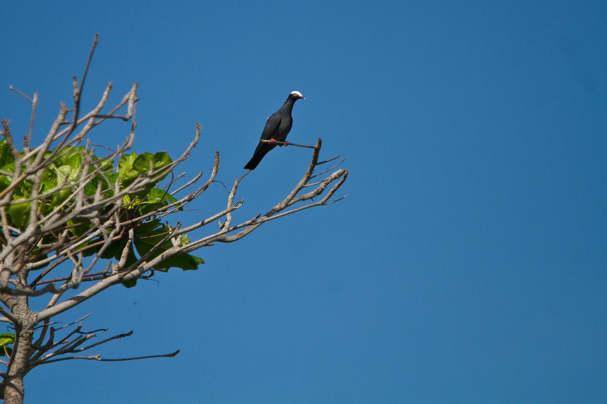 White-crowned Pigeon - ML114476861