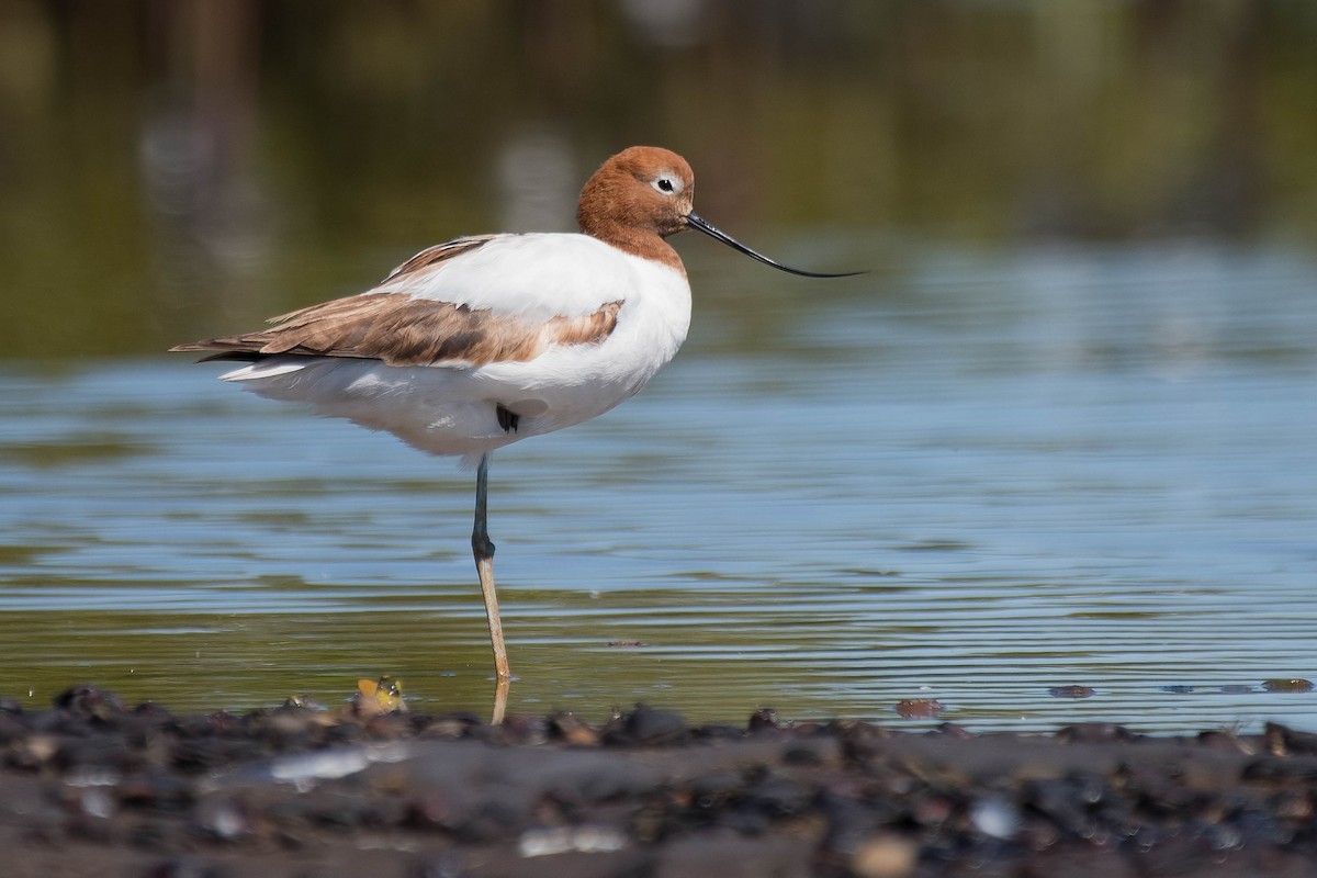 Red-necked Avocet - ML114477131