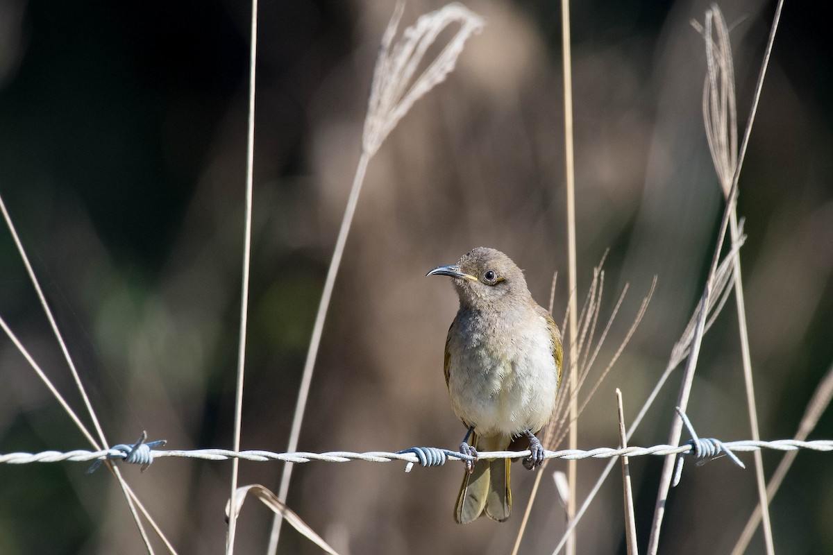 Brown Honeyeater - Terence Alexander