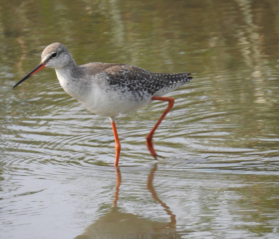 Spotted Redshank - Arlango Lee