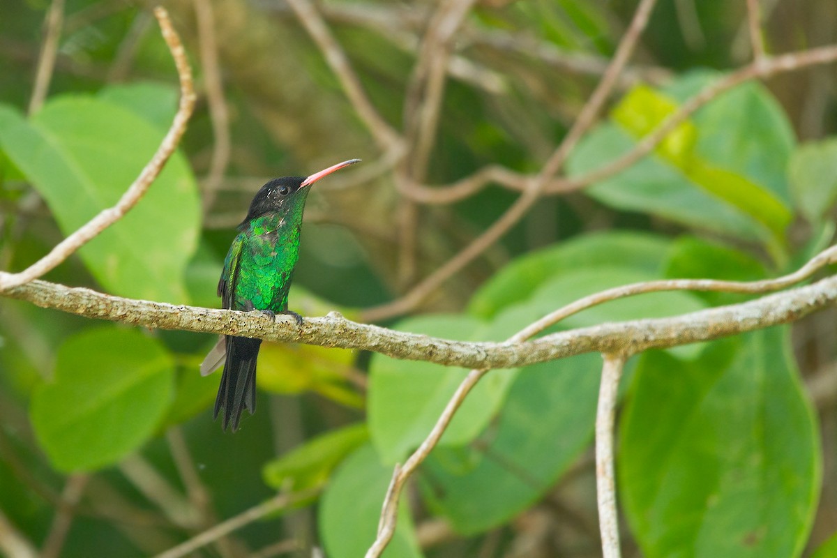 Red-billed Streamertail - Piet Grasmaijer