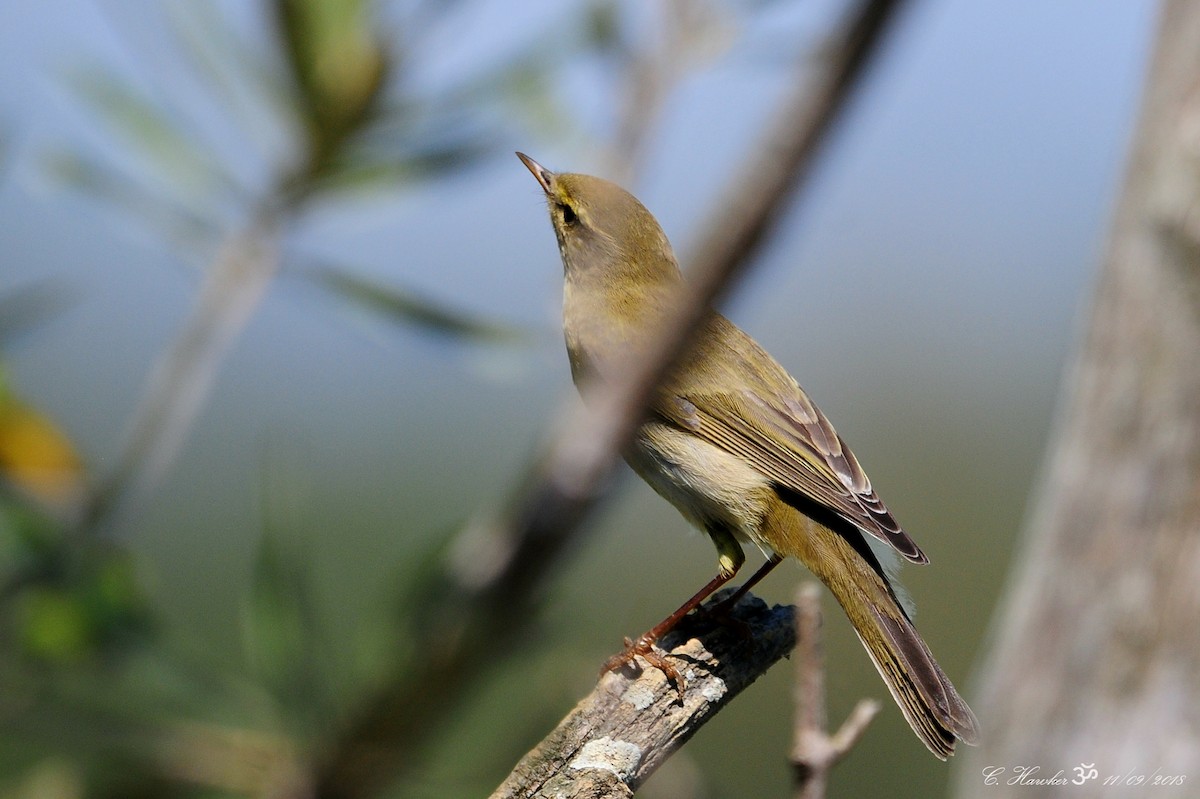 Willow Warbler - ML114481321