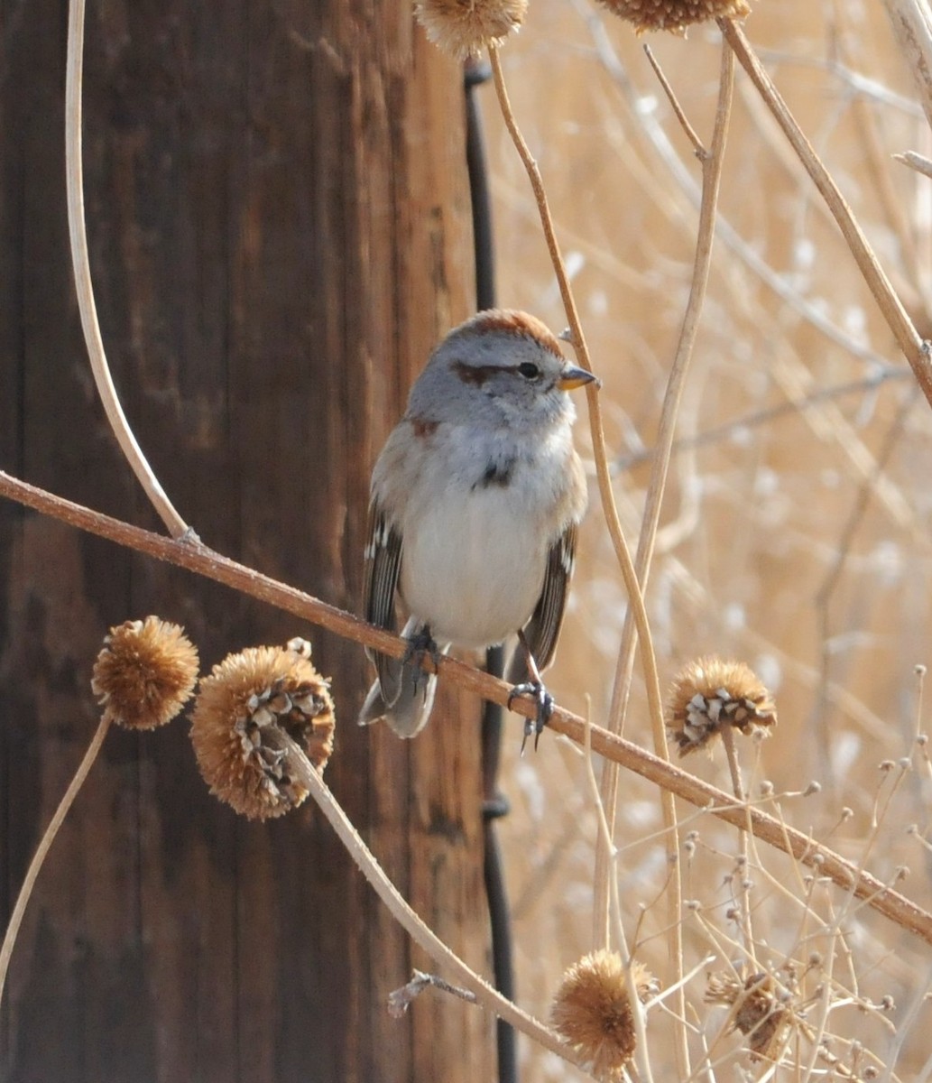 American Tree Sparrow - Sue Riffe