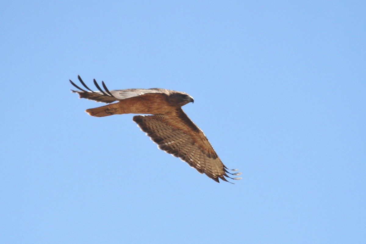 Red-tailed Hawk (calurus/alascensis) - ML114487971