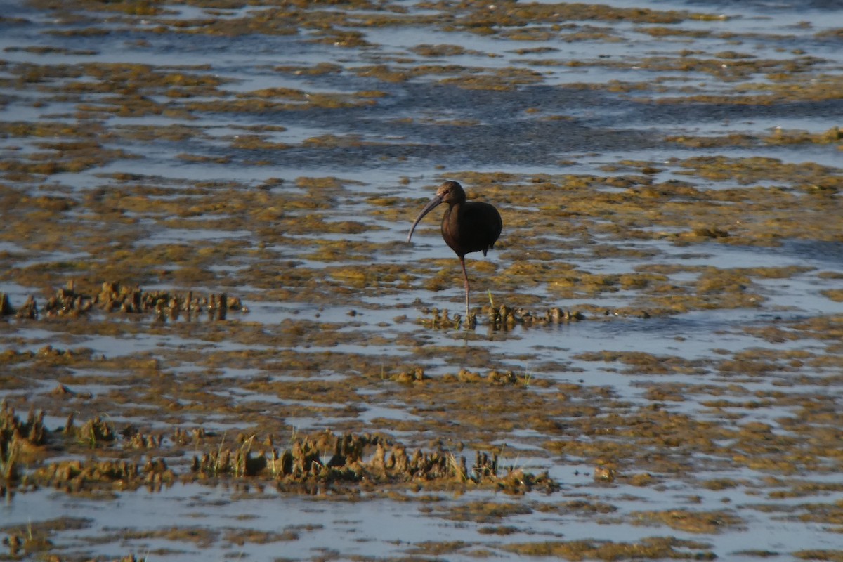 ibis americký - ML114489061