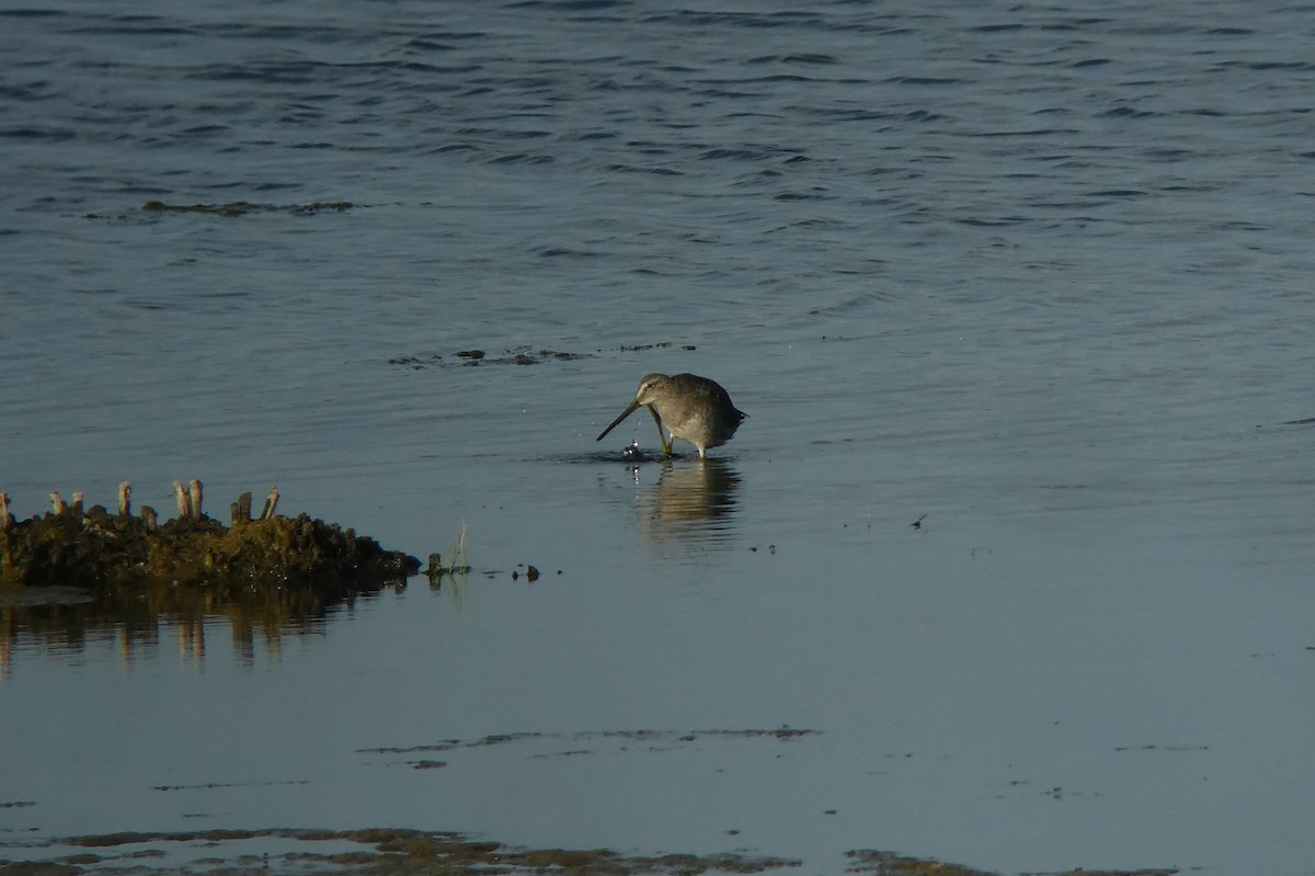 Long-billed Dowitcher - ML114489171