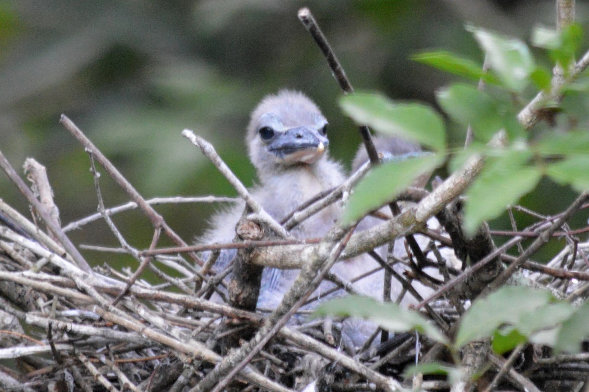 Boat-billed Heron - Carlos Mancera (Tuxtla Birding Club)