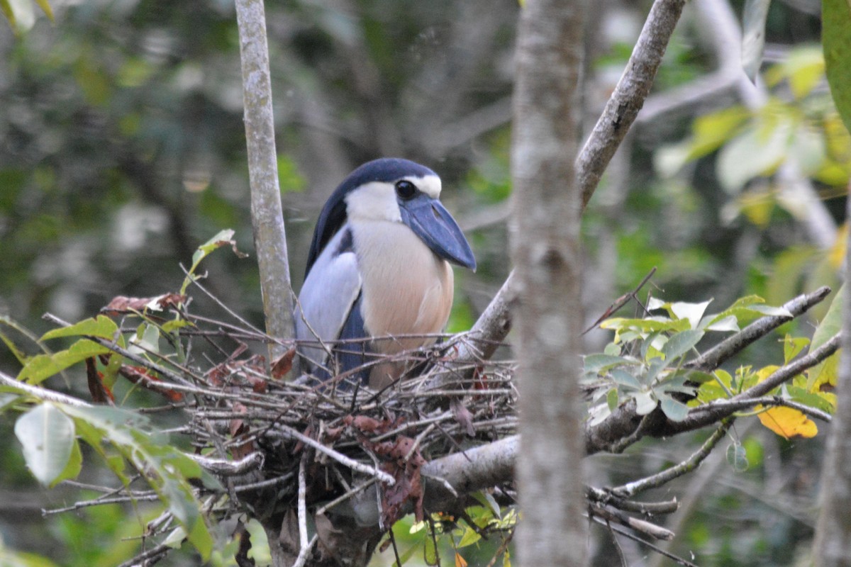 Boat-billed Heron - Carlos Mancera (Tuxtla Birding Club)