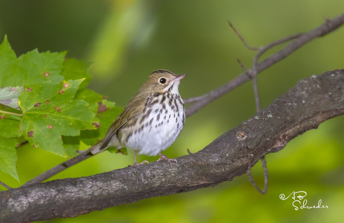 Ovenbird - ML114492361