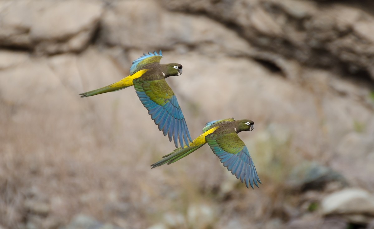 Burrowing Parakeet - ML114492811