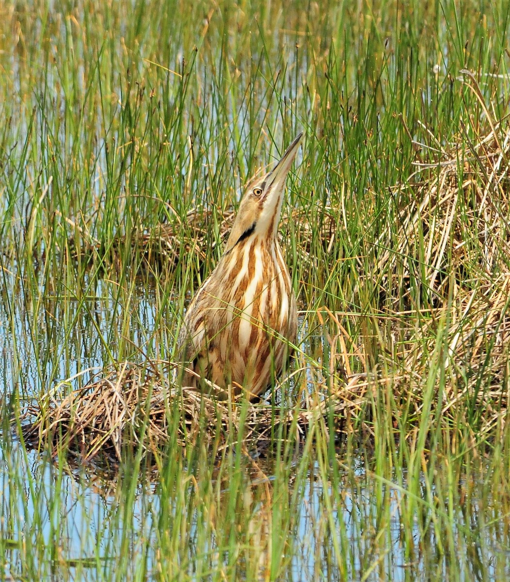 American Bittern - ML114493231