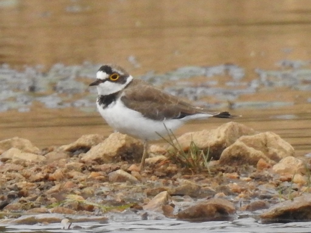 Little Ringed Plover - ML114494011