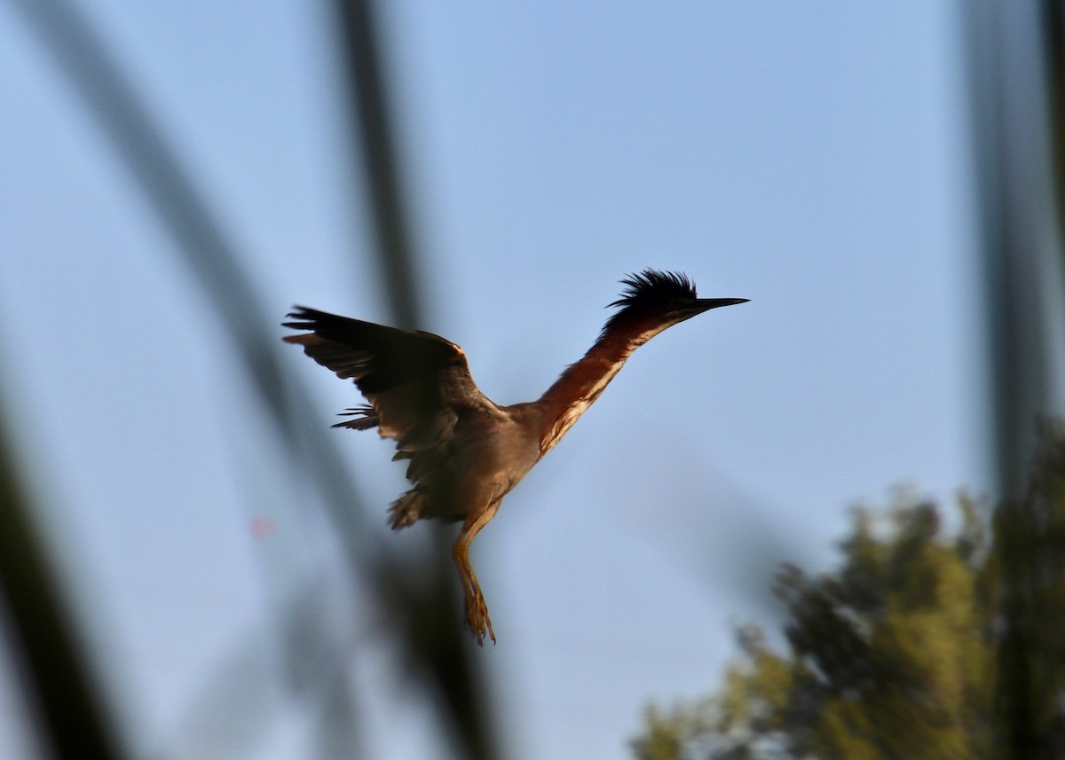 Green Heron - ML114494571