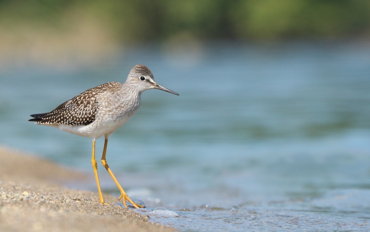 Lesser Yellowlegs - ML114495721