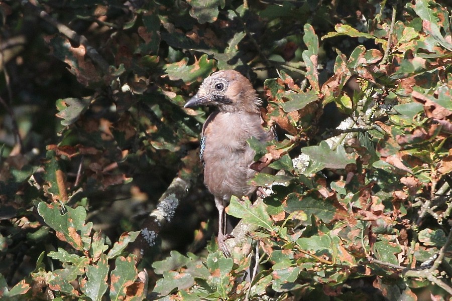 Eurasian Jay - ML114496971