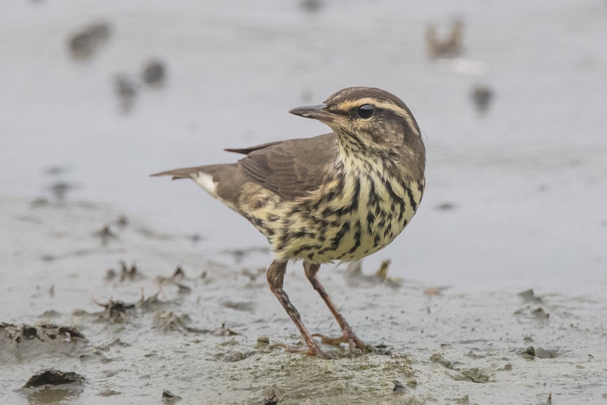 Northern Waterthrush - ML114497781