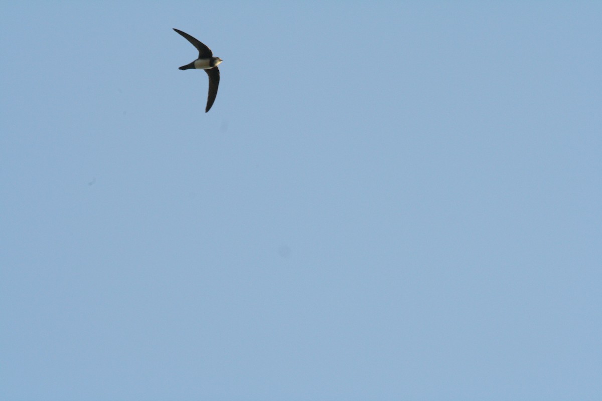 Alpine Swift - PANKAJ GUPTA